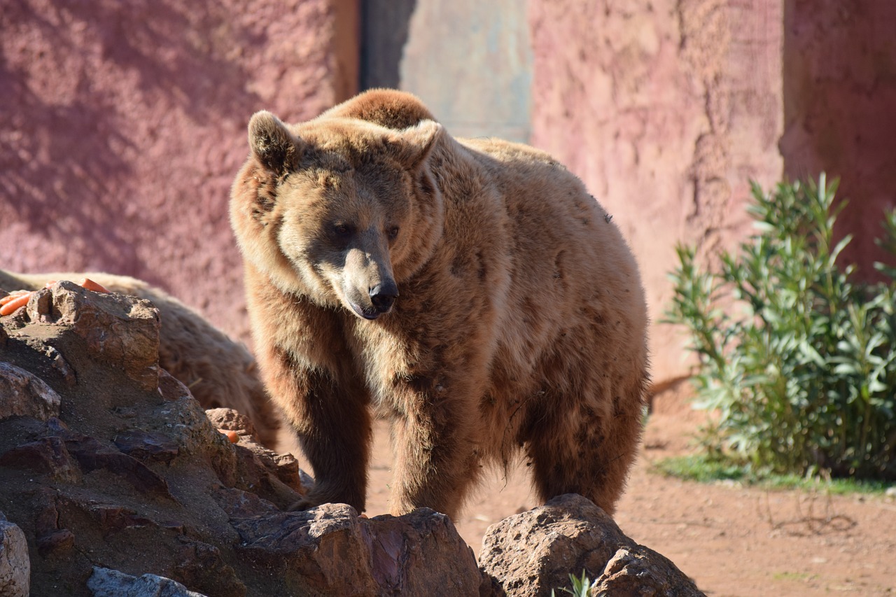 Explore Attica Zoological Park – A Family Adventure in Athens