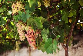 The Taste of Naxos: Handcrafted cheese & vineyard pairing