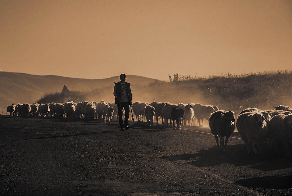 A DAY IN THE LIFE OF A SHEPHERD: A MEDITERRANEAN EXPIRIENCE