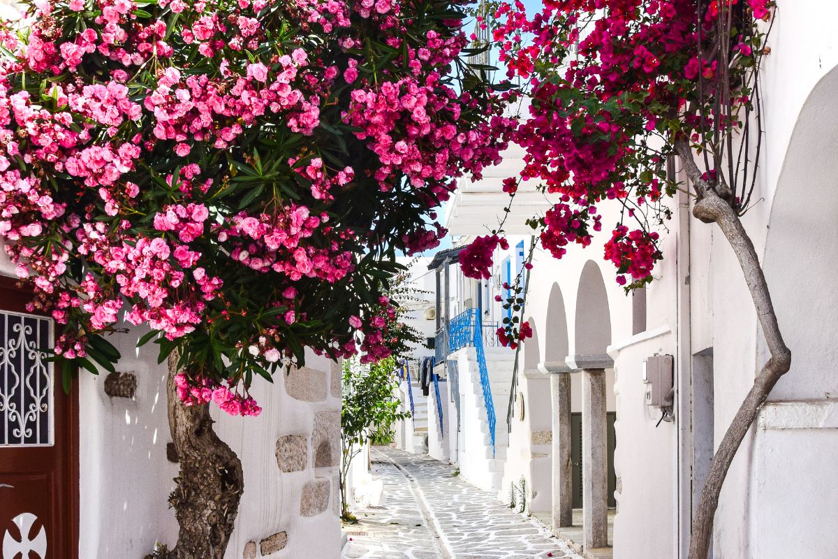 The image shows a charming narrow street in Naoussa, Paros, adorned with vibrant pink flowers from overhanging bougainvillea trees. The whitewashed buildings with blue accents create a picturesque and traditional Cycladic atmosphere.