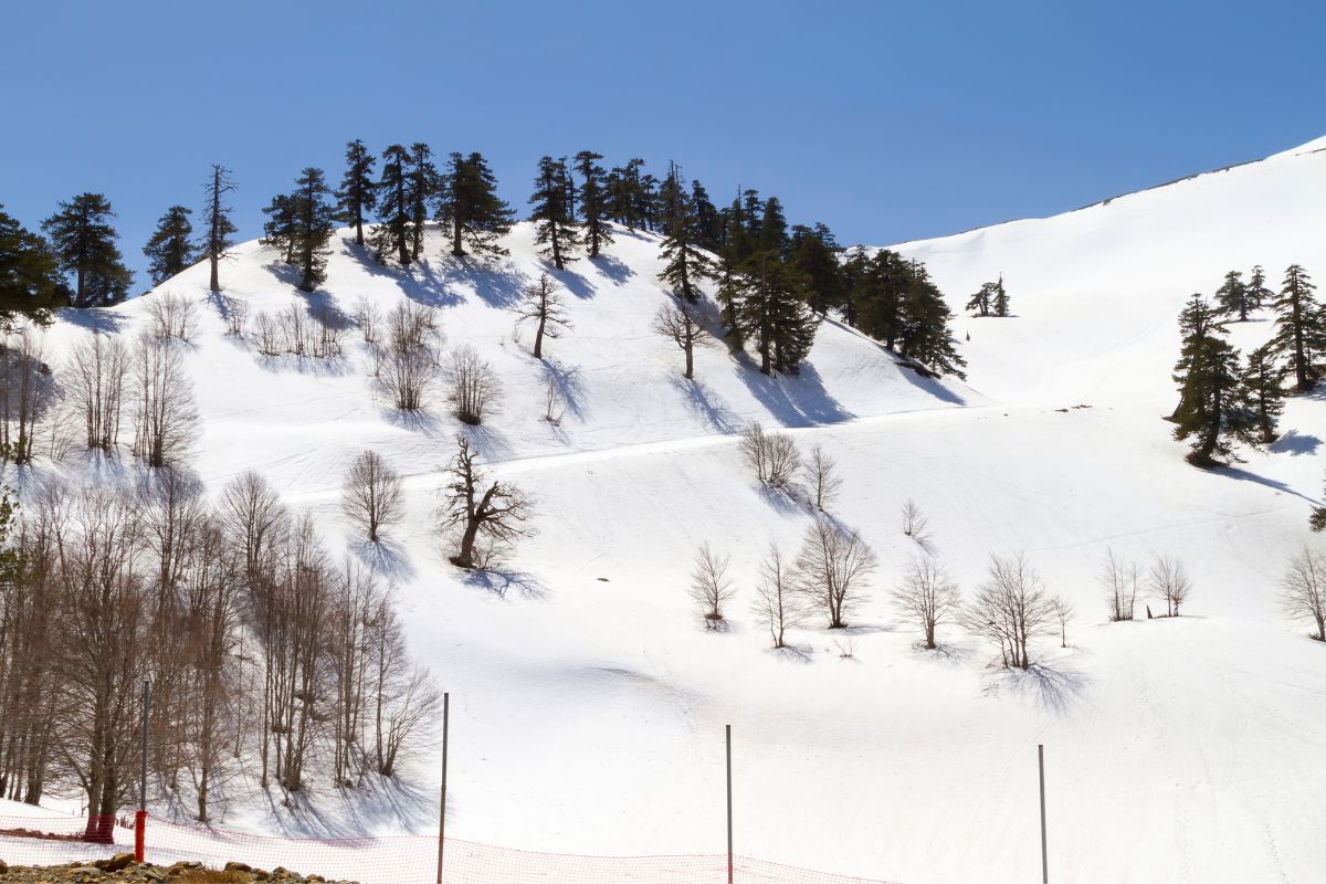 A snowy mountainside at Vasilitsa, Greece, with scattered bare trees and pine trees dotting the slope under a clear blue sky.
