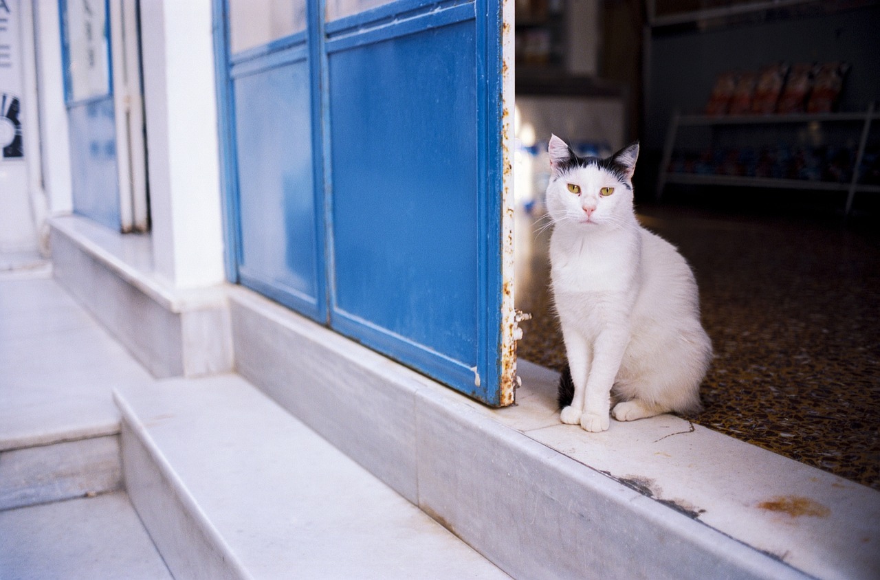 A white cat with grey spots and yellow eyes stands at the edge of a marble step. The sliding blue door adds contrast to the picture