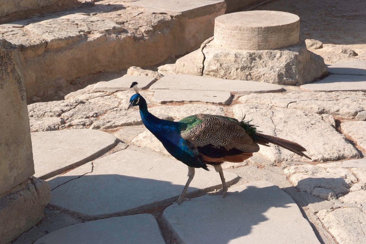 The image shows a peacock walking on the stone pavement at Knossos Palace, with ancient ruins in the background.